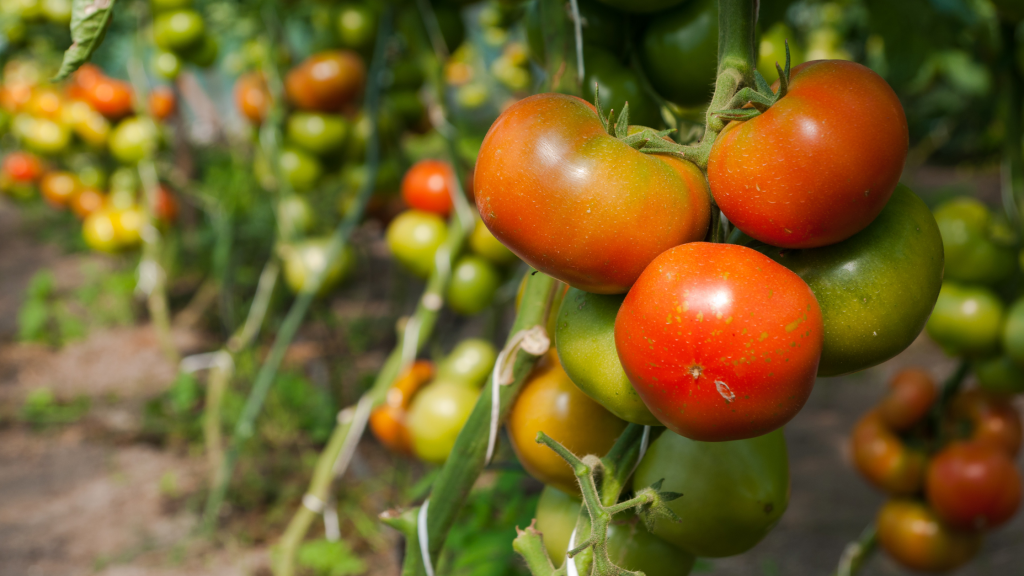 Farm to table tomatoes